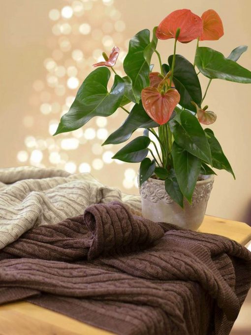Плед из натуральной шерсти (50%) на кровать SOFT косы Латте, 220*240 Прованс модель 323281 Фото