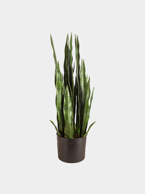 Искусственное растение "Sansevieria" Engard модель DW-10 Фото