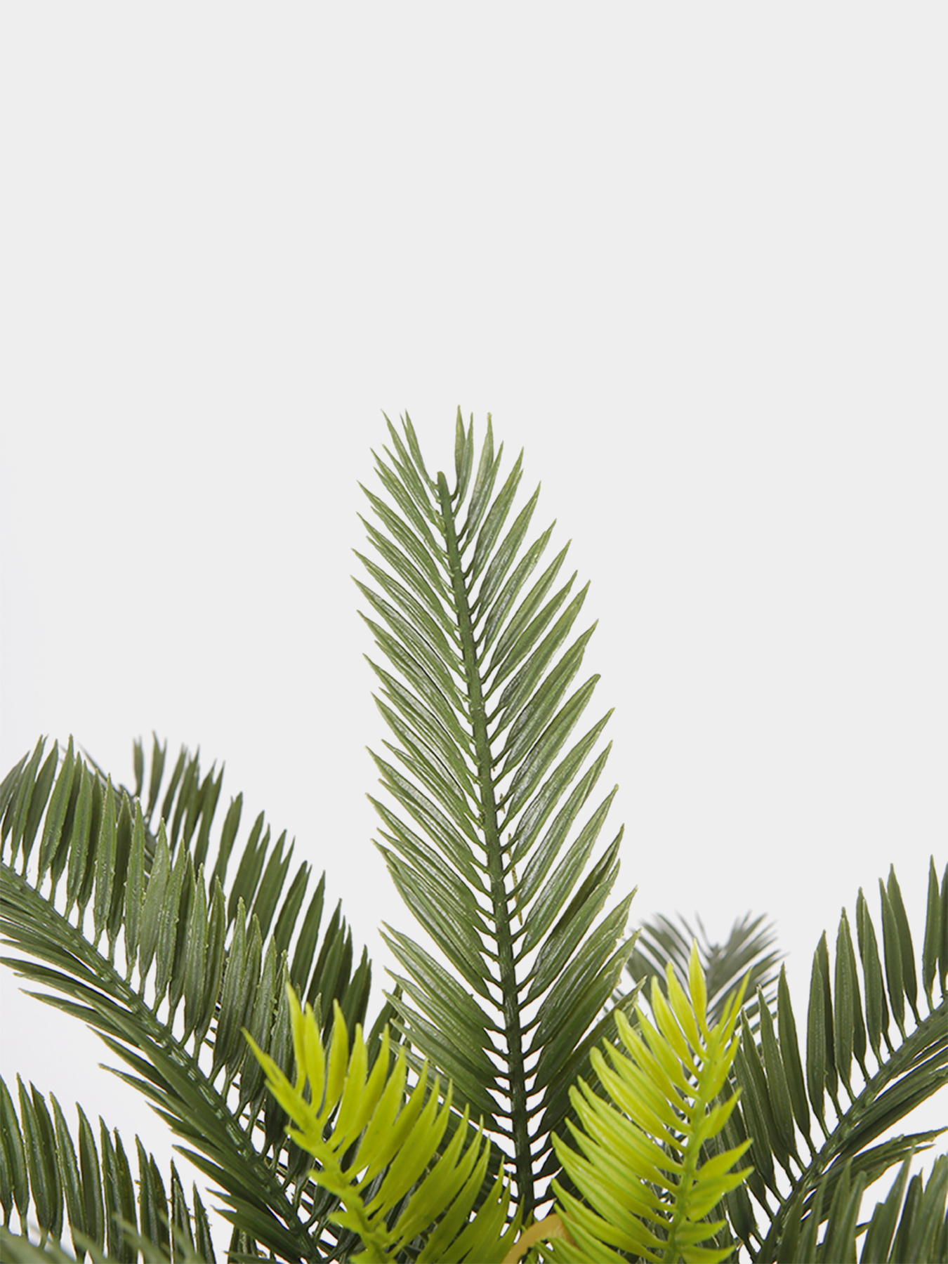 Штучна рослина "Cycas Palm" Engard модель DW-25 Штучна рослина "Cycas Palm" Engard модель DW-25 Фото