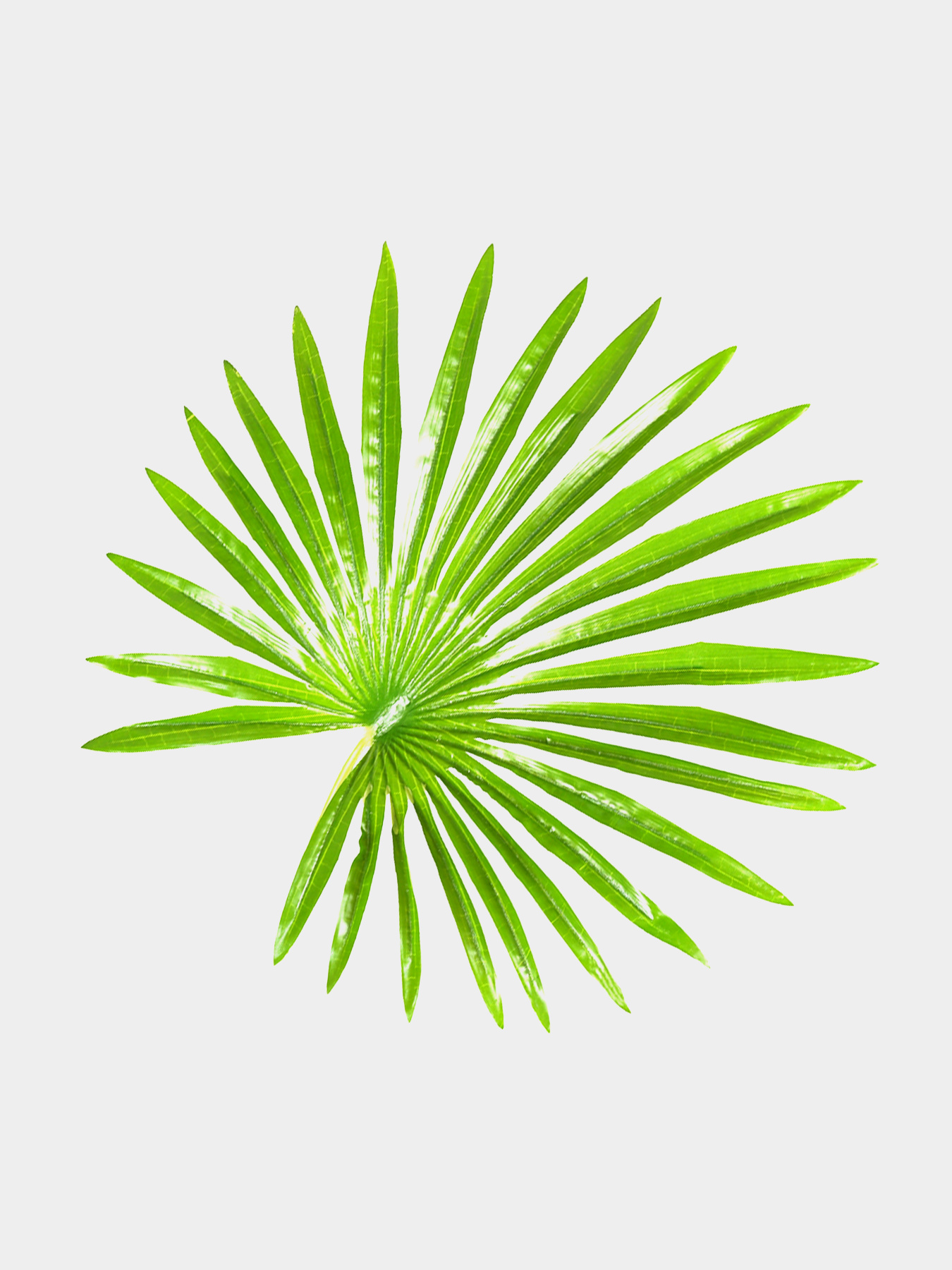 Штучна рослина "Fan Palm" Engard модель DW-27 Штучна рослина "Fan Palm" Engard модель DW-27 Фото