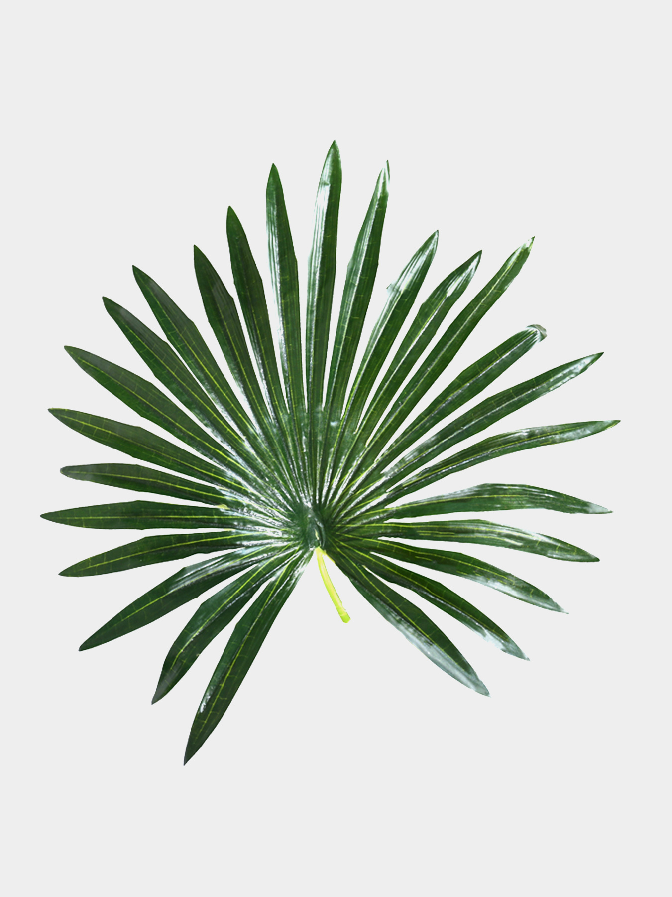 Штучна рослина "Fan Palm" Engard модель DW-27 Штучна рослина "Fan Palm" Engard модель DW-27 Фото