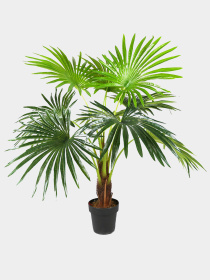 Штучна рослина "Fan Palm" Engard модель DW-27 Фото