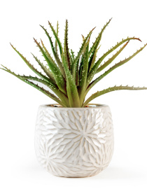 Искусственное растение в горшке MBM HOME модель DH-FLOWERS-13 GREEN/BEIGE Фото