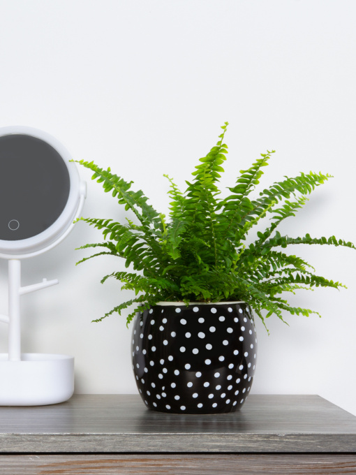Горщик-кашпо для рослин чорний MBM HOME модель DH-FLOWERS-27 BLACK Фото