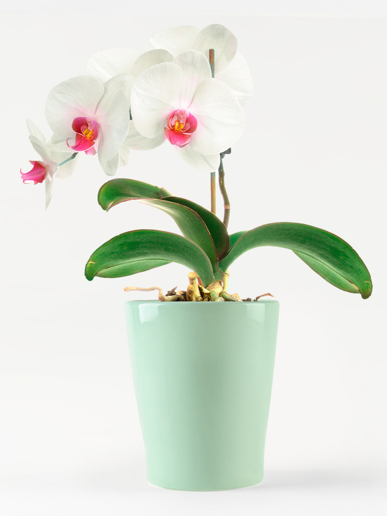Горщик-кашпо для рослин зелений MBM HOME модель DH-FLOWERS-29 GREEN Фото