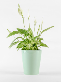 Горщик-кашпо для рослин зелений MBM HOME модель DH-FLOWERS-29 GREEN Фото