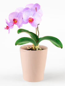 Горщик-кашпо для рослин рожевий MBM HOME модель DH-FLOWERS-29 PINK Фото